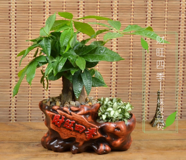 小发财树盆栽 (3)